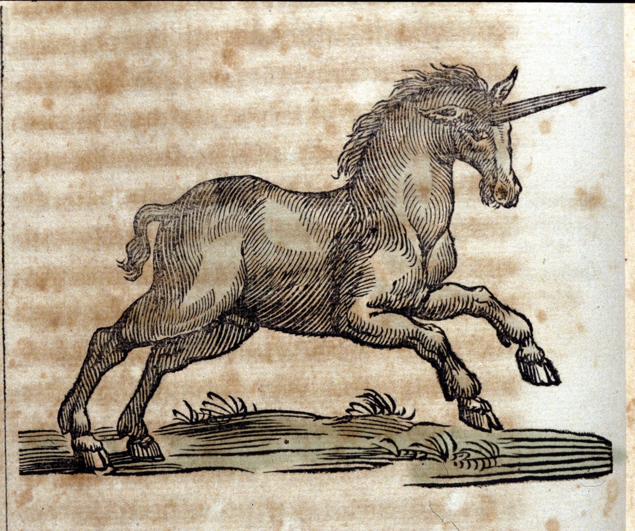 En enhjørning eller enhjørning, mytologisk dyr - Gravering fra et verk av Athanasius Kircher (1601-1680), jesuite, orientalist og tysk lærd av Unknown artist