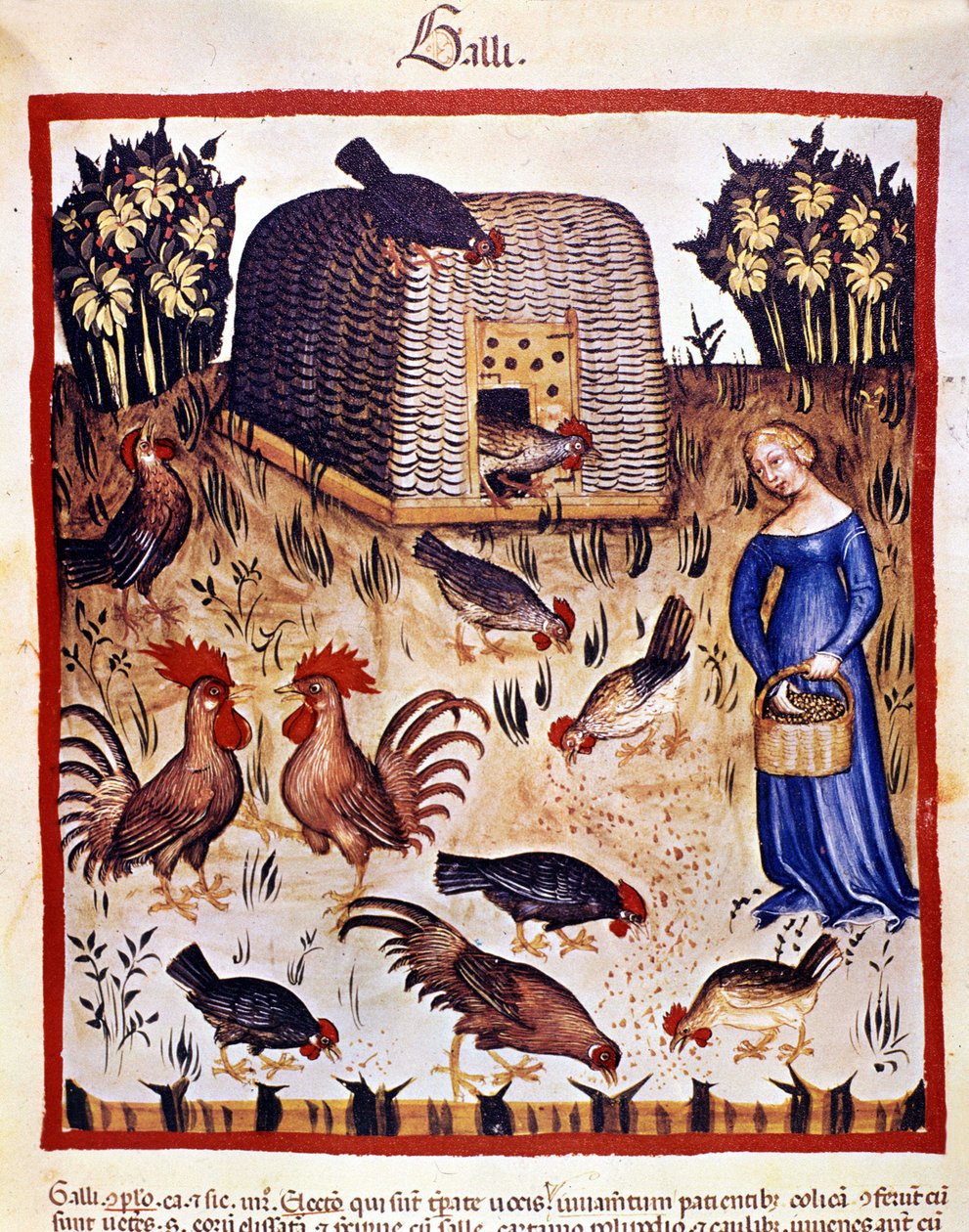 En ung kvinne i en lav hage mater høner og haner. Belysning fra melking av medisin og diett "" Tacuinum sanitatis"" av Unknown artist