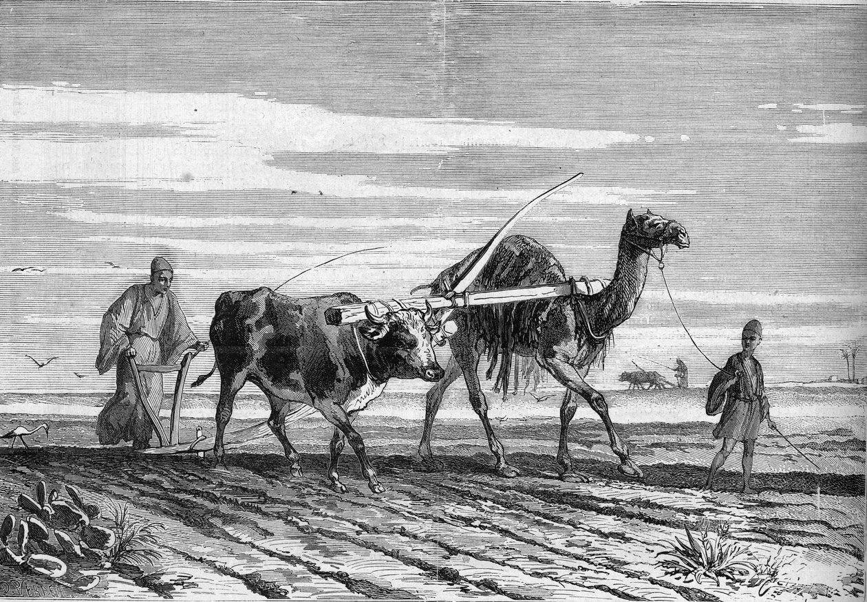 Landbruk i Egypt: en plog trukket av en ku og en kamel. Gravering i "" Le Monde Illustré"" nr. 1316 av 17. juni 1882. av Unknown artist