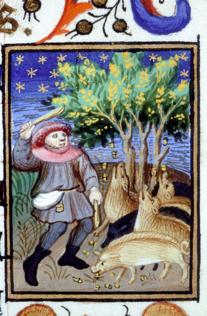 Allegorisk fremstilling av november. En mann med en gruppe griser som spiser eikenøtter. Miniatyr av et manuskript fra 1300-tallet. av Unknown artist