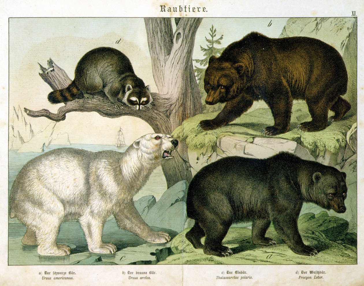 Amerikansk bjørn, brunbjørn, isbjørn og pungdyr - i "" Natural history of pattedyr", red. Schreiber, München av Unknown artist