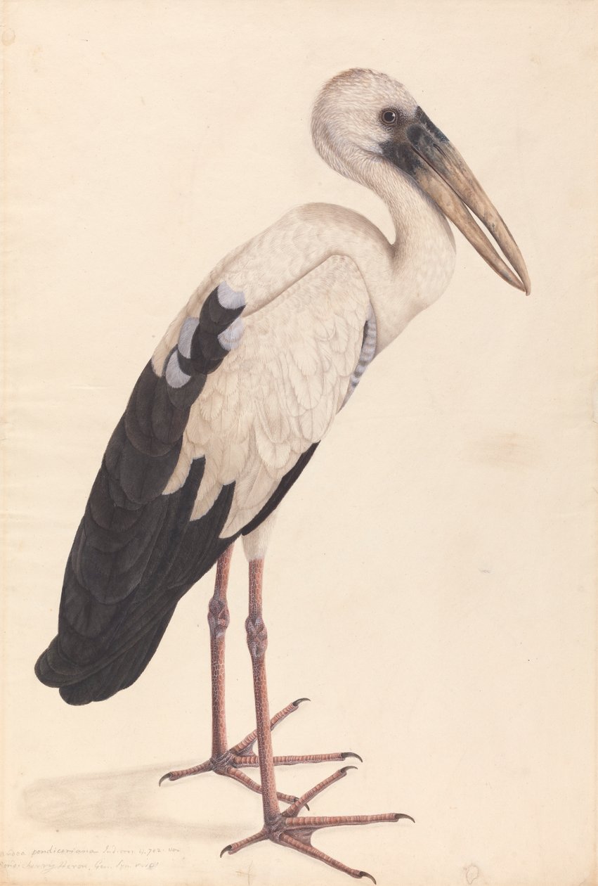 En asiatisk åpennebbstork (Anastomus gjesper) av Unknown artist
