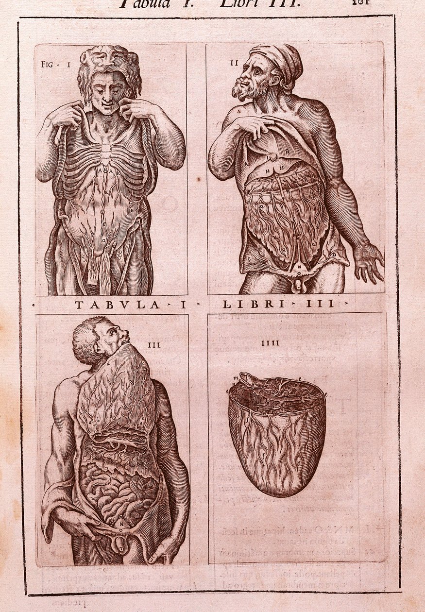 Anatomisk bord som representerer: dimensjonene, muskler i mage, tarm og mage. Gravering i "" Anatomia Corporis Humani "" av Juan Valverde De Amusco (1525-1588). Tabell I, bok III. Barcelona. Biblioteca de Catalunya (nasjonalbiblioteket i Ca av Unknown artist