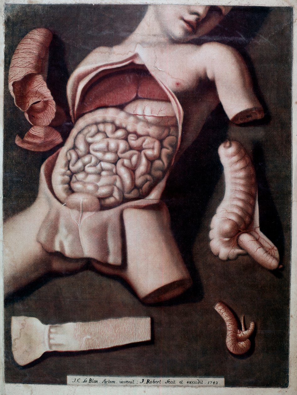 Anatomisk bord som representerer innsiden av et menneskes mage: instestins, mage. 1742. Privat samling av Unknown artist