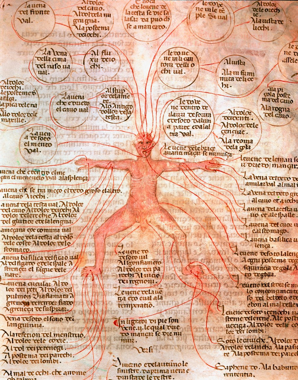 Anatomisk diagram som illustrerer blodsirkulasjonen Miniatyr fra manuskriptet "" De surgia""" Venezia Biblioteca Marciana fra 1200-tallet av Unknown artist