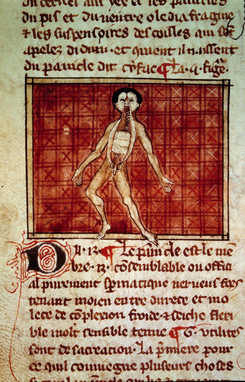 Anatomisk figur: skrell, bryst åpen. Miniatyr fra manuskriptet "" Surgery" (Folio 11v) skrevet av Henri de Mondeville (kirurg ved Philippe Le Bel professor i anatomi) av Unknown artist