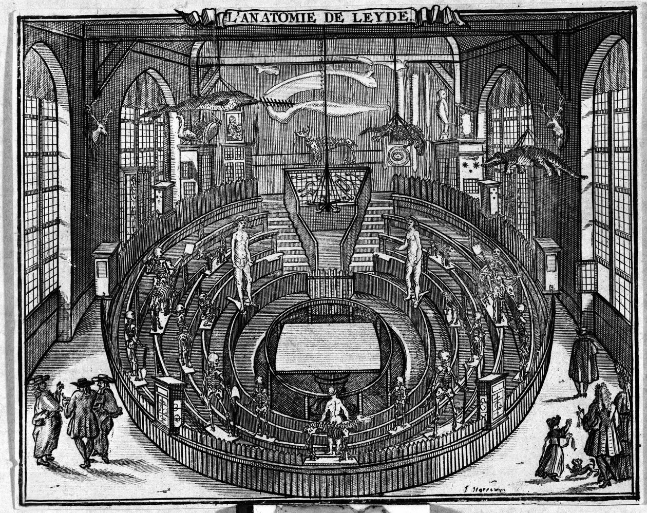 Anatomisk teater ved Universitetet i Leiden, slutten av 1600-tallet. av Unknown artist