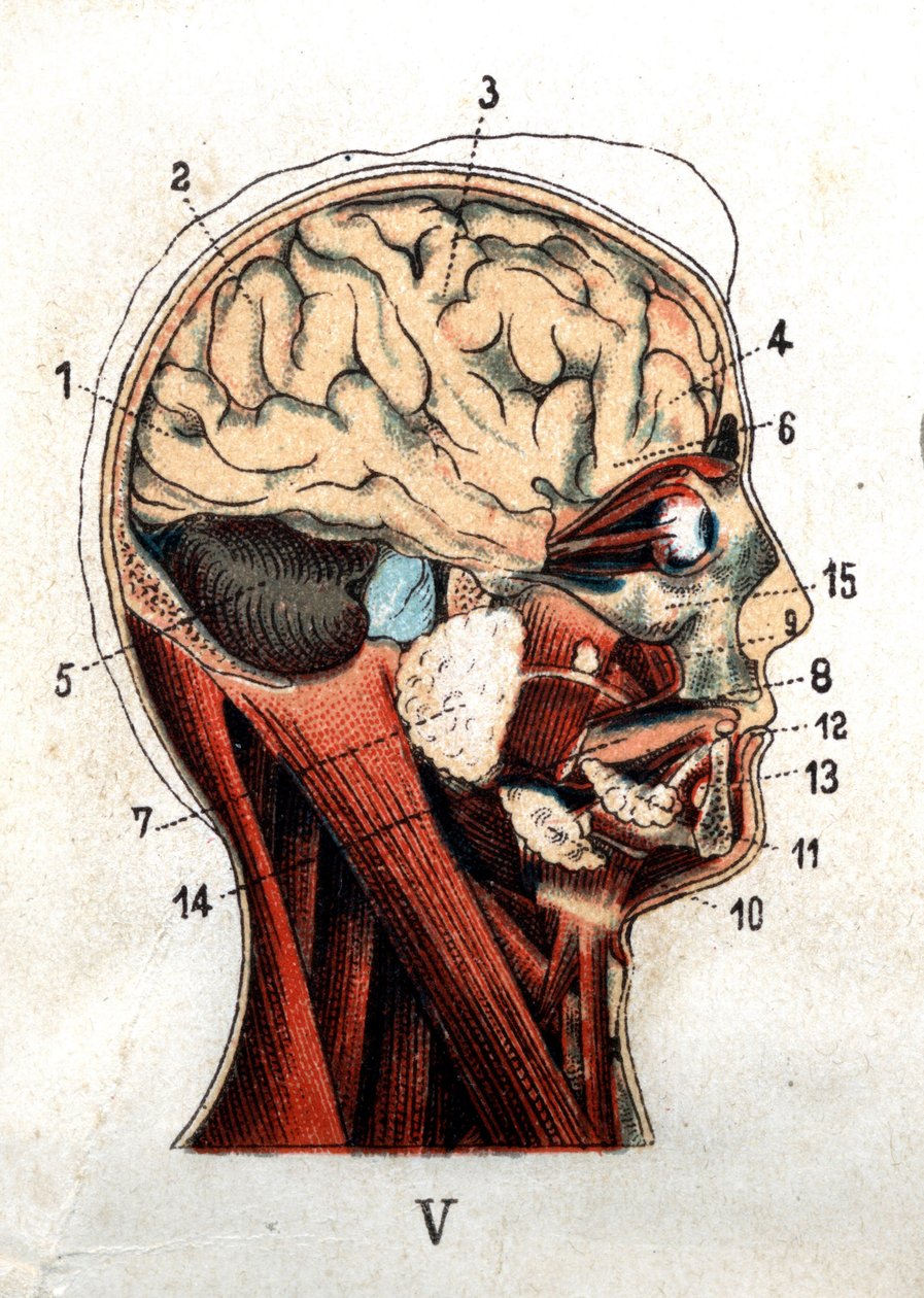 Anatomy: cross section of the human skull, section of the brain and face. The board represents the glands at the level of the skull, the lobes and the cerebellum. “The new natural medication” by F.E. Bilz.1898. av Unknown artist
