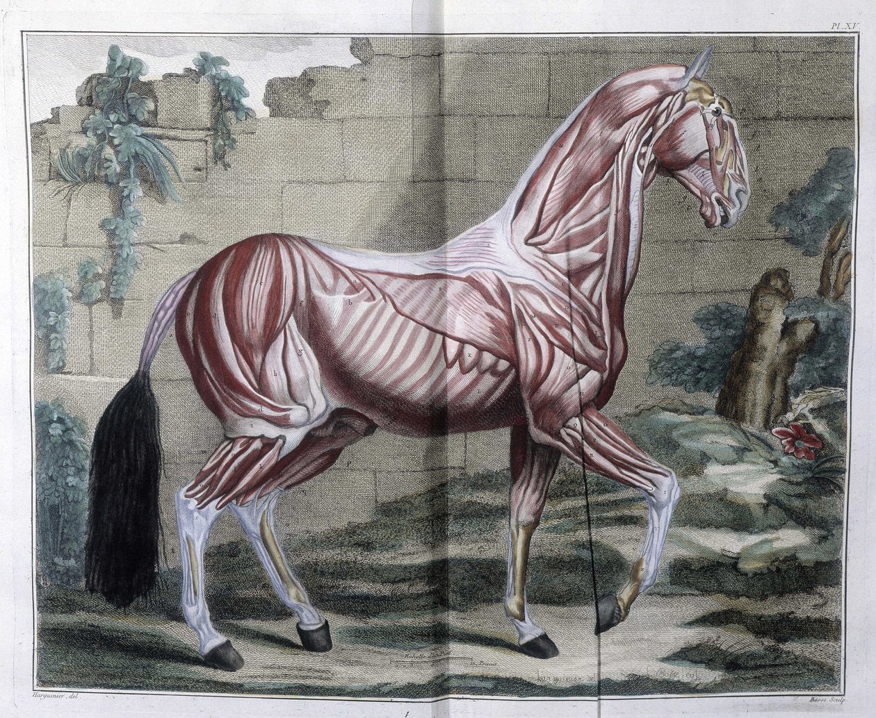 Hestens anatomi: "" Hippiatric Course, complete treatise of horse medicine"" av P. E Lafosse av Unknown artist