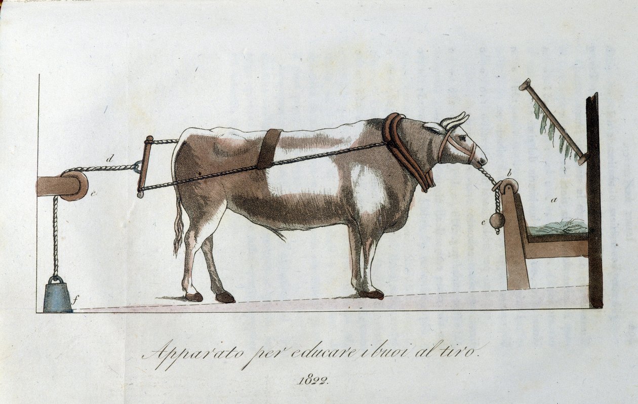 Apparat for å venne okser til snøret. Plate hentet fra "" Journal of agriculture, arts and techniques "" (Revue d