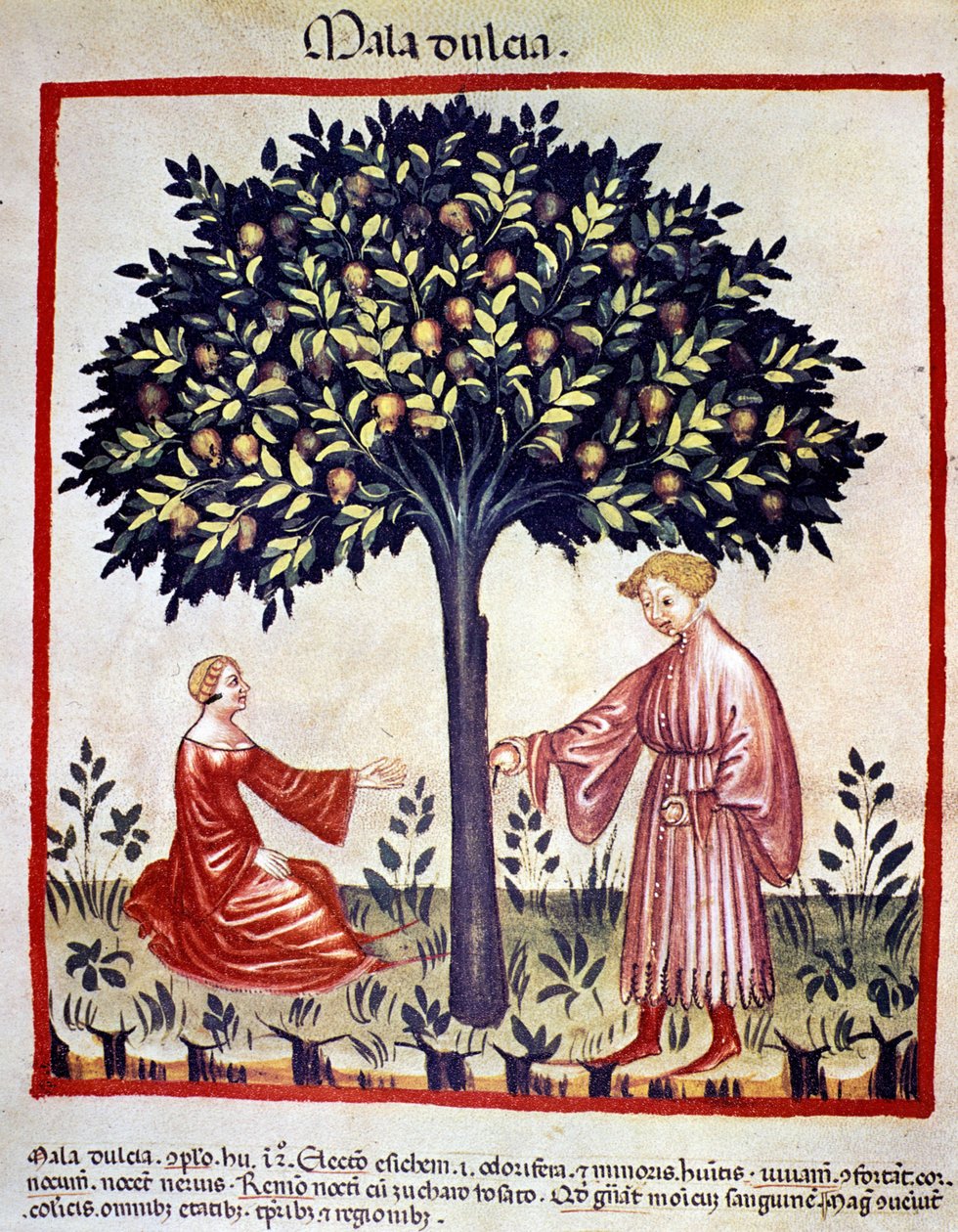 Epler plukker. Belysning fra melking av medisin og diett "" Tacuinum sanitatis"" av Unknown artist