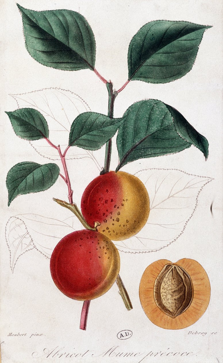Aprikos - botanisk bord av Unknown artist