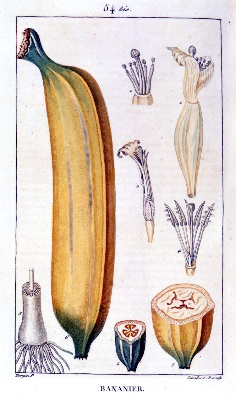 Banantre - gravering fra 1800-tallet. av Unknown artist