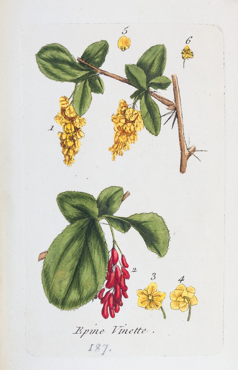 Berberis av Unknown artist