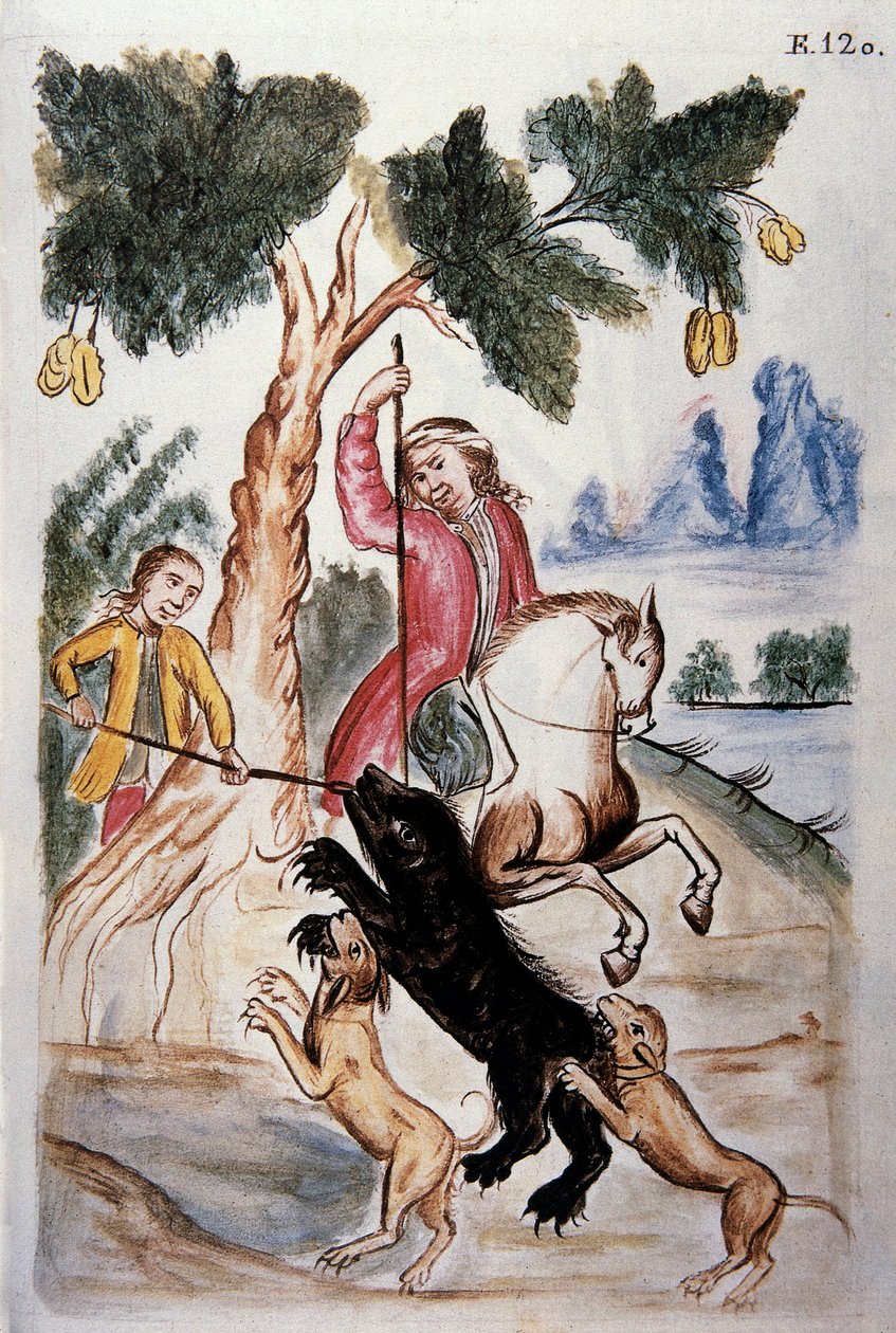 Bjørnejakt, fra boken "Trujillo of Peru" eller "Codex Martinez Companion", av Balthazar Martinez Companion og Bujanda, biskop av Trujillo (1782-1785) av Unknown artist