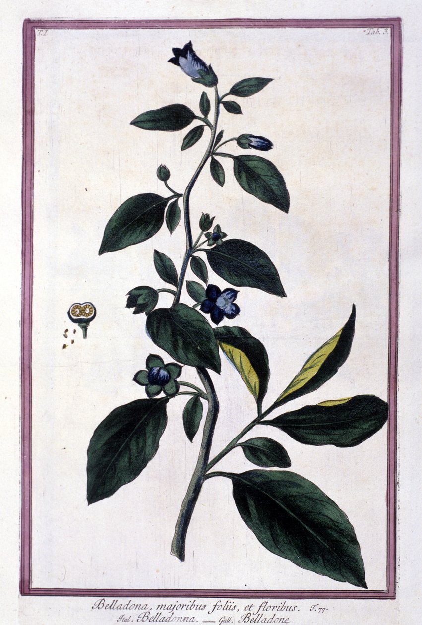 Belladonna, blomster og bær. Giftig plante brukt i medisin. Gravering etter et herbarium fra 1800-tallet. av Unknown artist