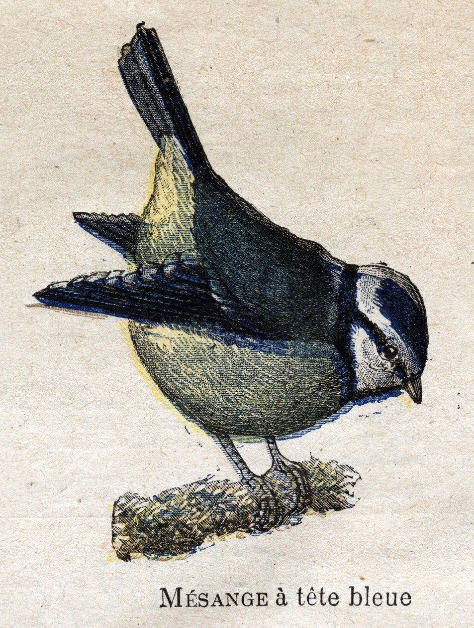 Birds Useful to Agriculture: Blue-headed Meanange av Unknown artist