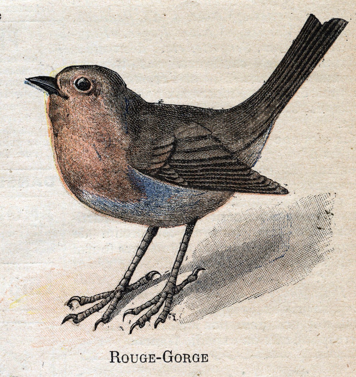 Fugler nyttige for jordbruk: Rød - strupe av Unknown artist