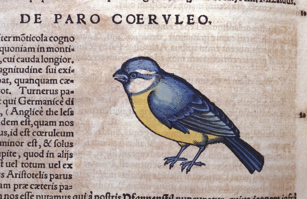 Blue Passereau i Historia Animalium av Conrad Gesner (1516 - 1565), Tiguri av Unknown artist