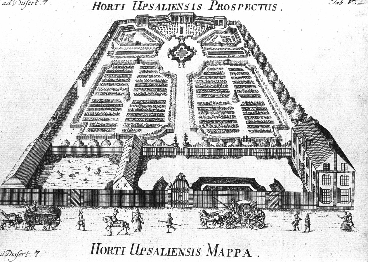 Botanisk hage - HORTI UPSALIENSIS prospektiv og plan. av Unknown artist