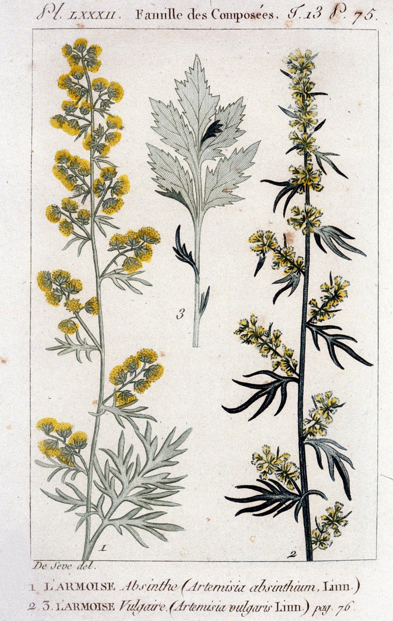 Botanisk plate: Sagebrush Absinthe (Artimisia Absinthium) og Sagebrush Vulgaris (Artimisia Vulgaris). Gravering fra 1700-tallet av Unknown artist
