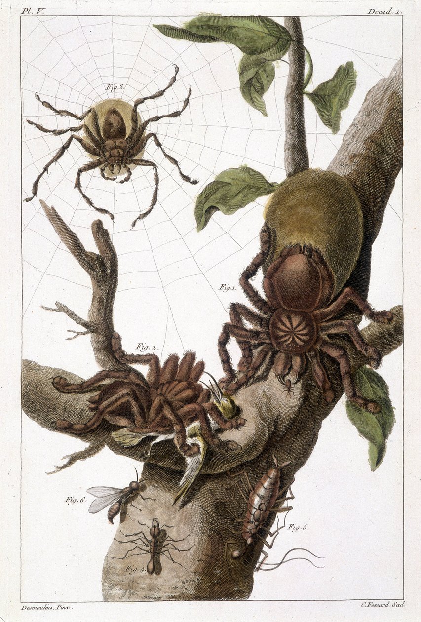 Botanisk tavle: 1) Surinam edderkopp på guajave og larvekokong 2) samme edderkopp som sluker en kolibri derav navnet Aranea avicularia Linn 3) Edderkoppjeger av Linneus, Surinam 4) Surinam maur 5) Nymfe til denne mauren 6) Vinget maur - i "" Denne q? Det e av Unknown artist