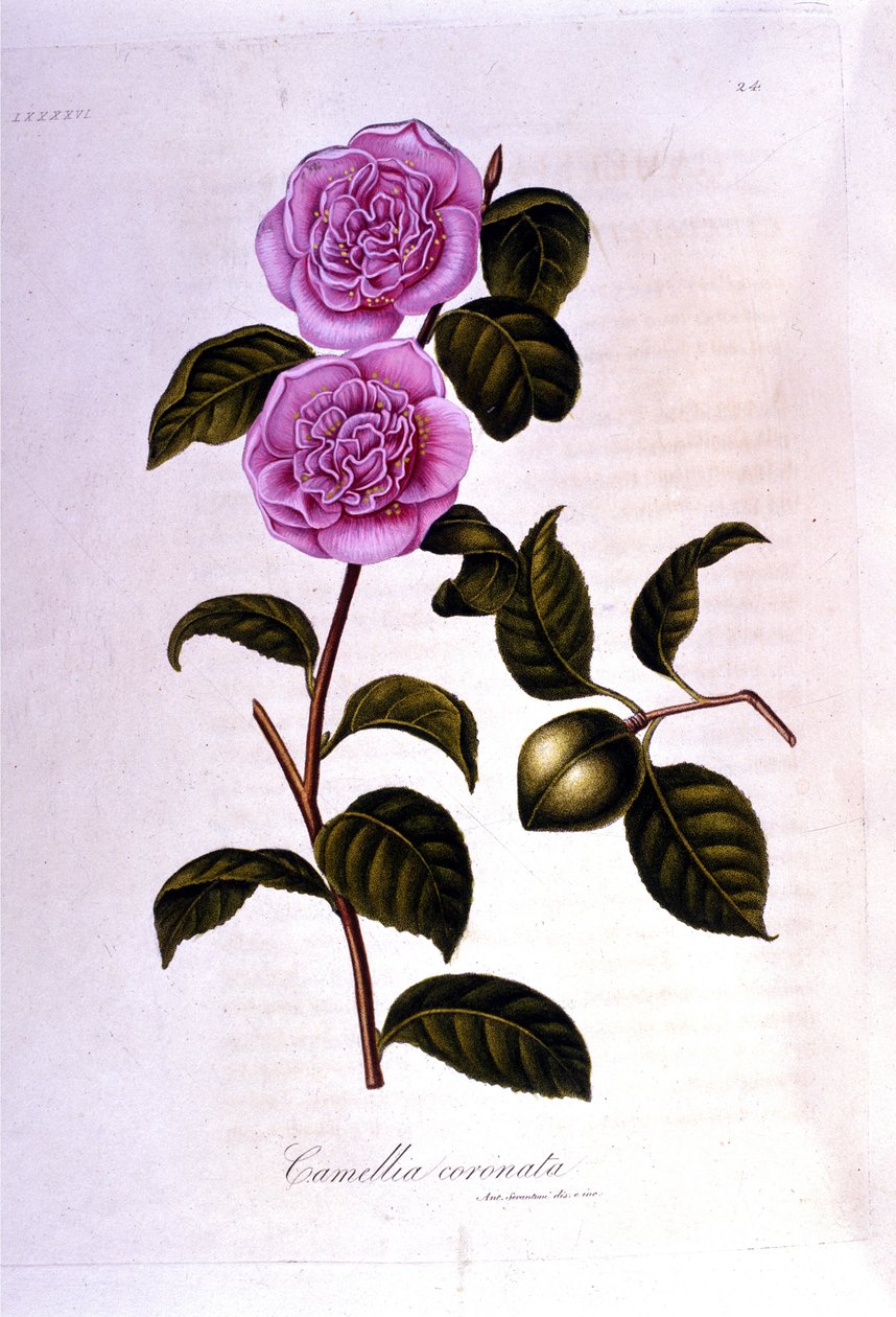 Botanisk styre: Camelia. 1800-talls gravering av Unknown artist
