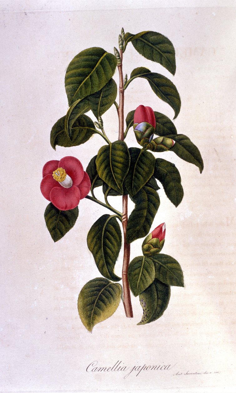 Botanisk bord: Camelia fra Japan. 1800-talls gravering av Unknown artist