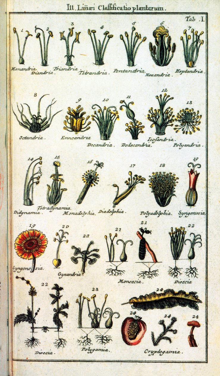 Botanisk styre: Klassifisering av planter av Carl von INNE (1707-1778), svensk naturforsker i "" Compendium Botanices Systematis Linnean ". Utgave av Unknown artist
