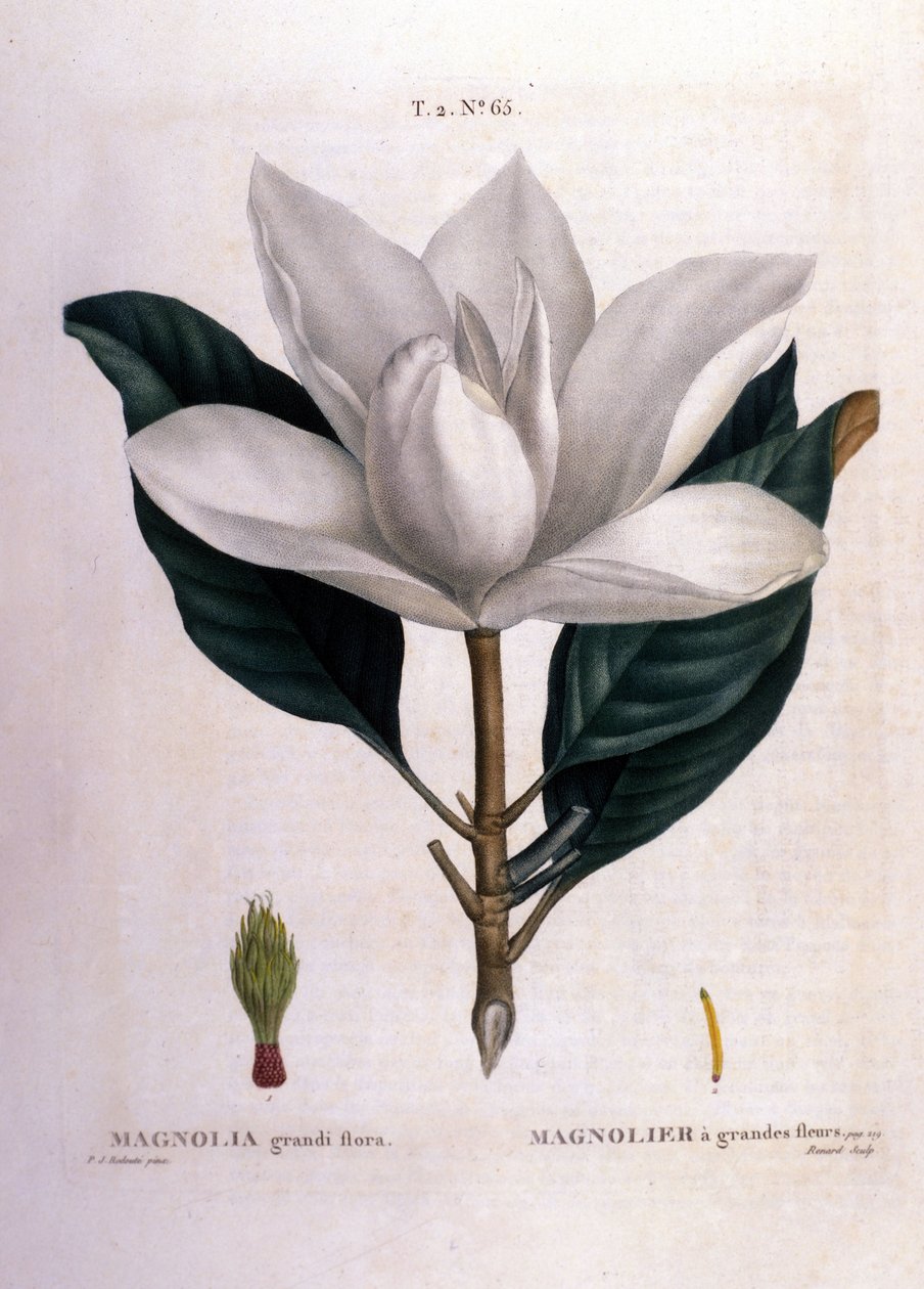 Botanisk bord: Magnolia. av Unknown artist