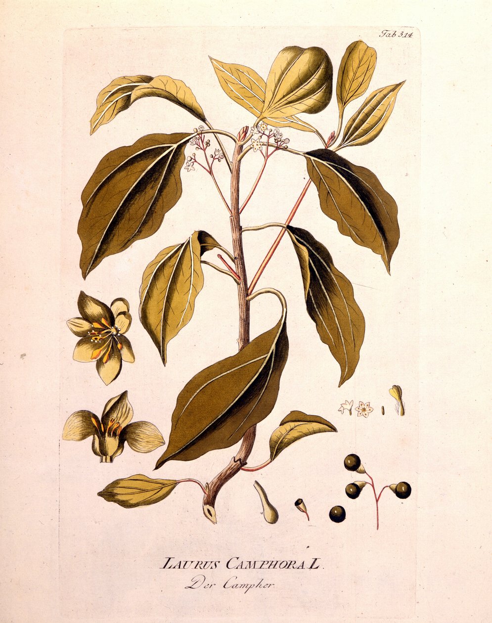 Botanisk bord: kamfer (Laurus Camphora). Gravering i "" da Icons Plantarum medicinalium"" av Joseph Jacob von Plenck, østerriksk lege og botaniker (1738-1807), Wien 1791. av Unknown artist