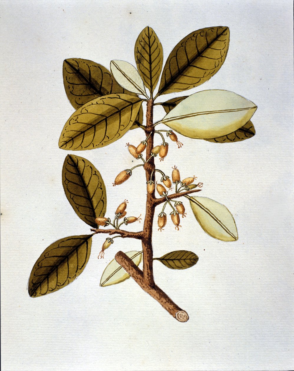 Botanisk tavle som viser kokaplanten (Erytroxilum Havanense) fra urteplanten til Nicolas Joseph Jacquin "History of Selected American Breeds". sd tidlig på 1700-tallet. av Unknown artist