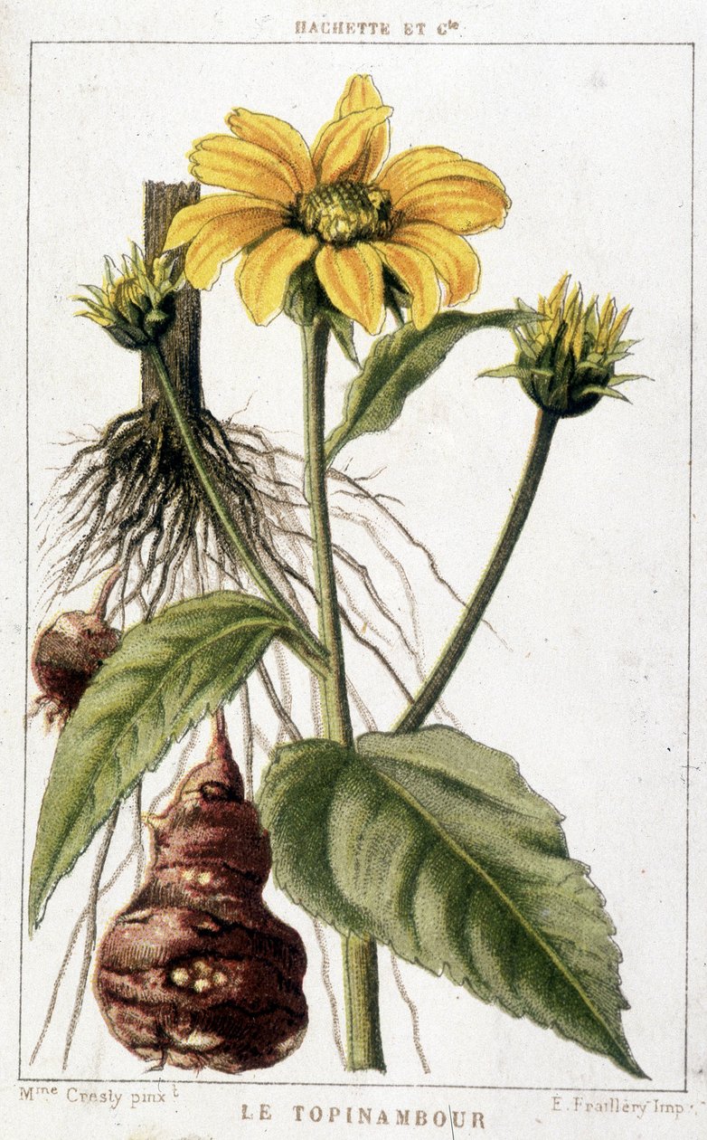 Botanisk bord som representerer en jordskokk. av Unknown artist