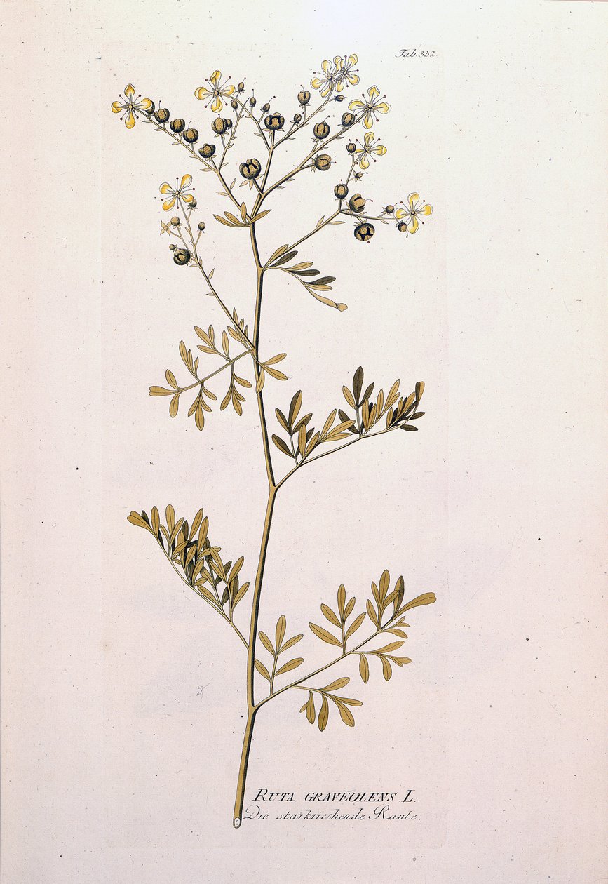 Botanisk styre: rue officinale (Ruta graveolens). I "Icons of Medicinal Plants" av J.J.Plenck, Wien, Østerrike av Unknown artist
