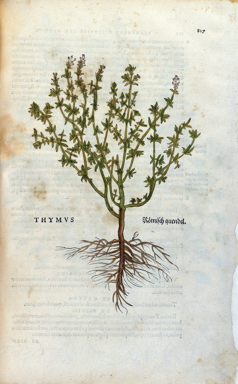 Botanisk plate: Timian (Thymus) Herbarium av Lheonard Fuchs, "History of Stirpium", Bale av Unknown artist