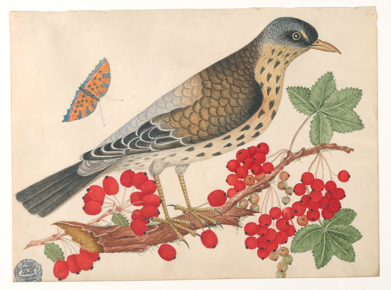 Brun fugl på gren med persimmons og en sommerfugl av Unknown artist