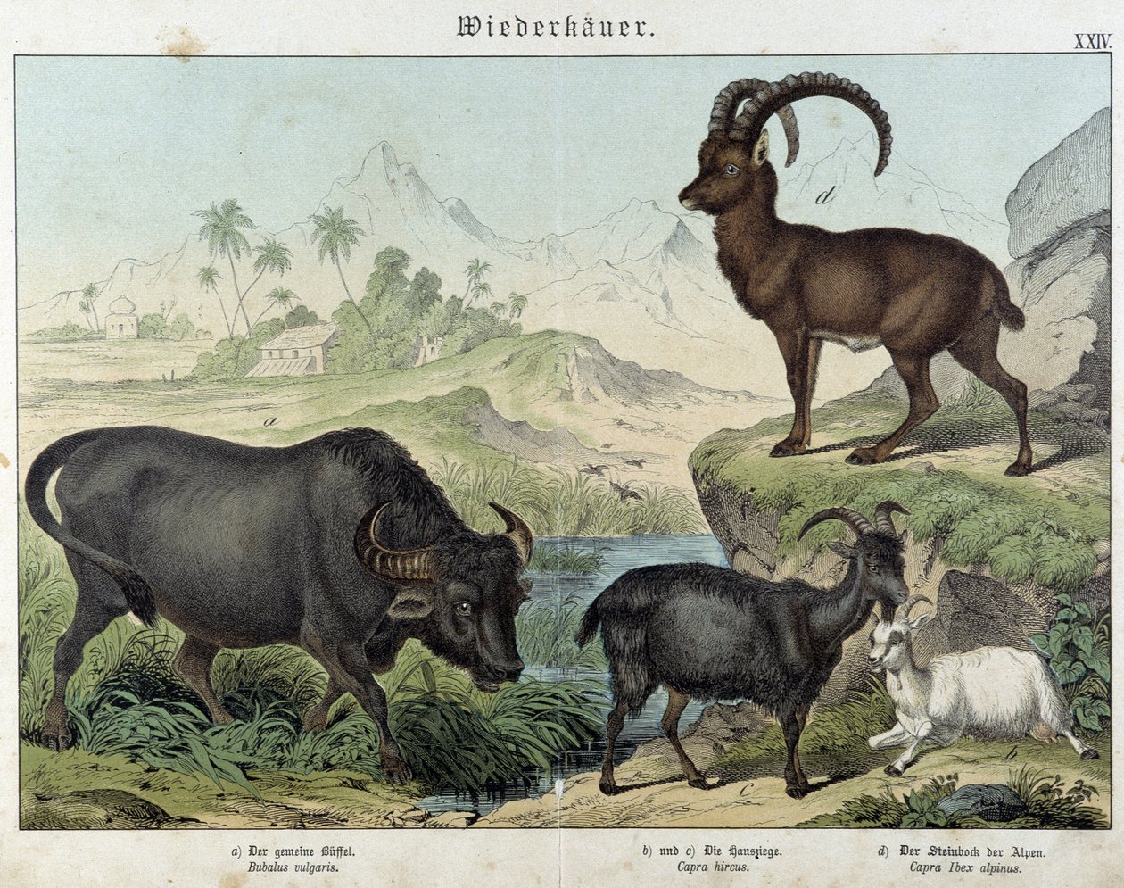 Bøffel, geit, geit og steinbukk - i "" Natural histories of pattedyr", red. Schreiber av Unknown artist