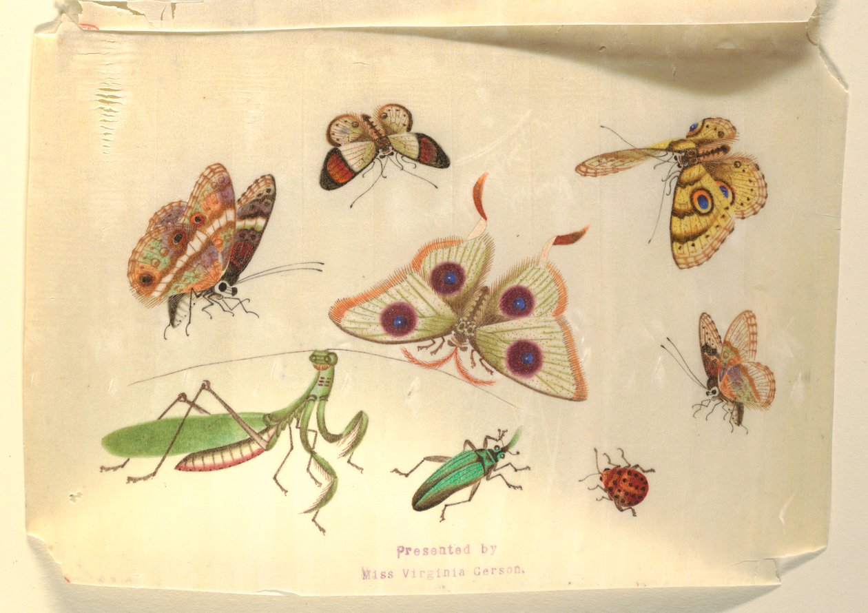 Sommerfugler og andre insekter av Unknown artist