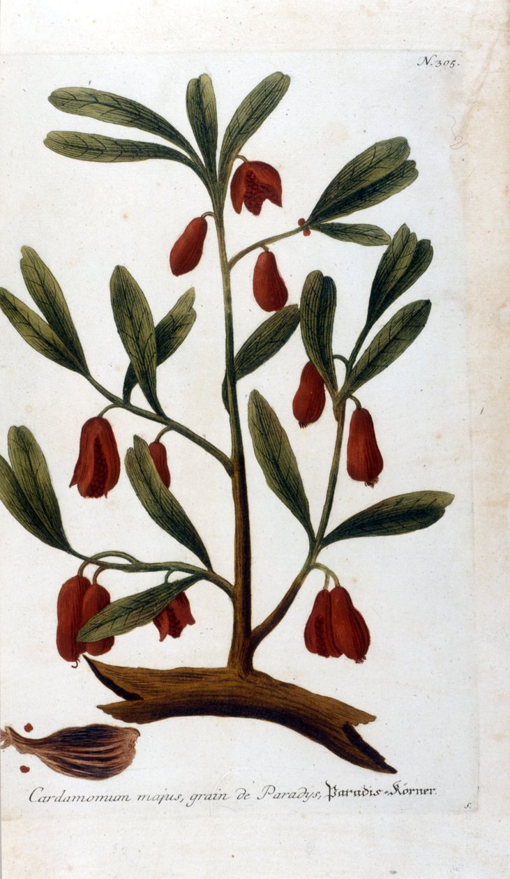 Kardemomme. 1700-talls gravering. av Unknown artist