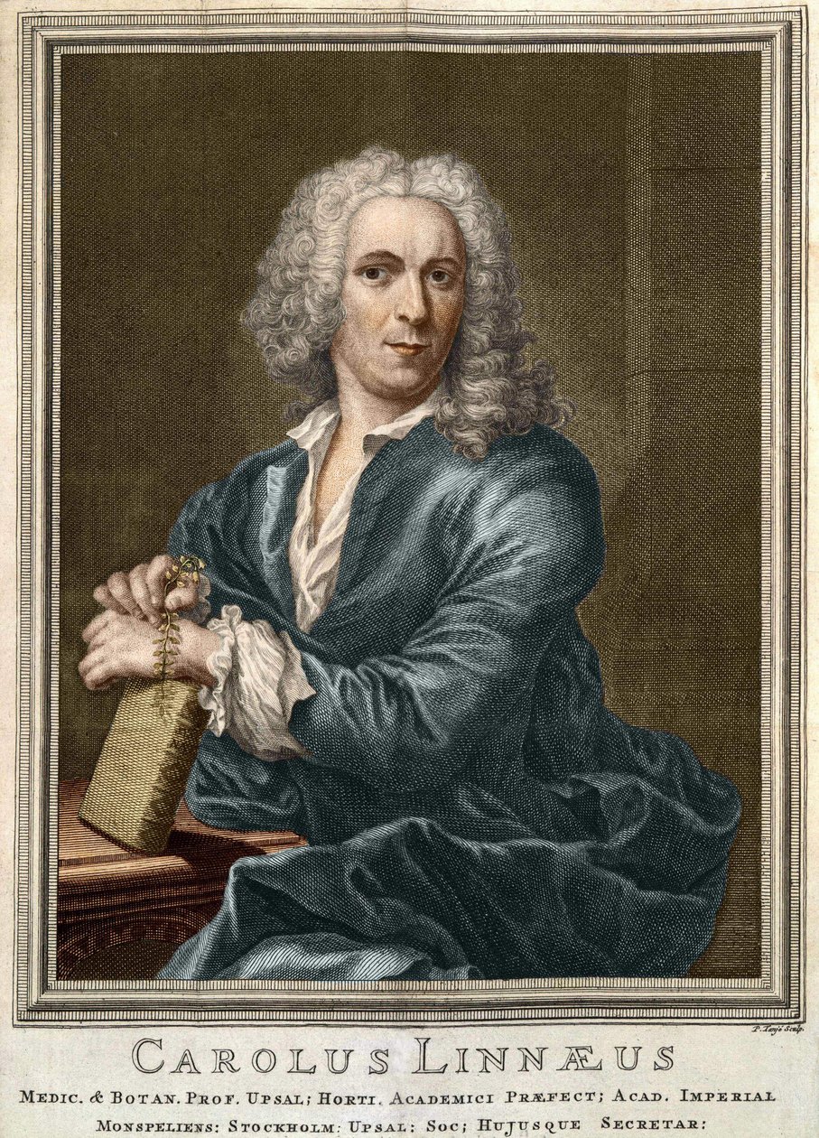 Carl Von Linné Swedish naturalist and writer (1707 - 1778) av Unknown artist
