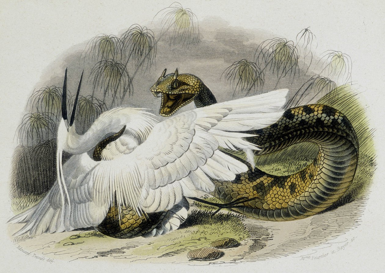 Ceraste (slange fra hoggormfamilien) som slår en fugl. Gravering fra 1800-tallet fra tegningen av den franske naturforskeren Lacepede (1756-1709). av Unknown artist