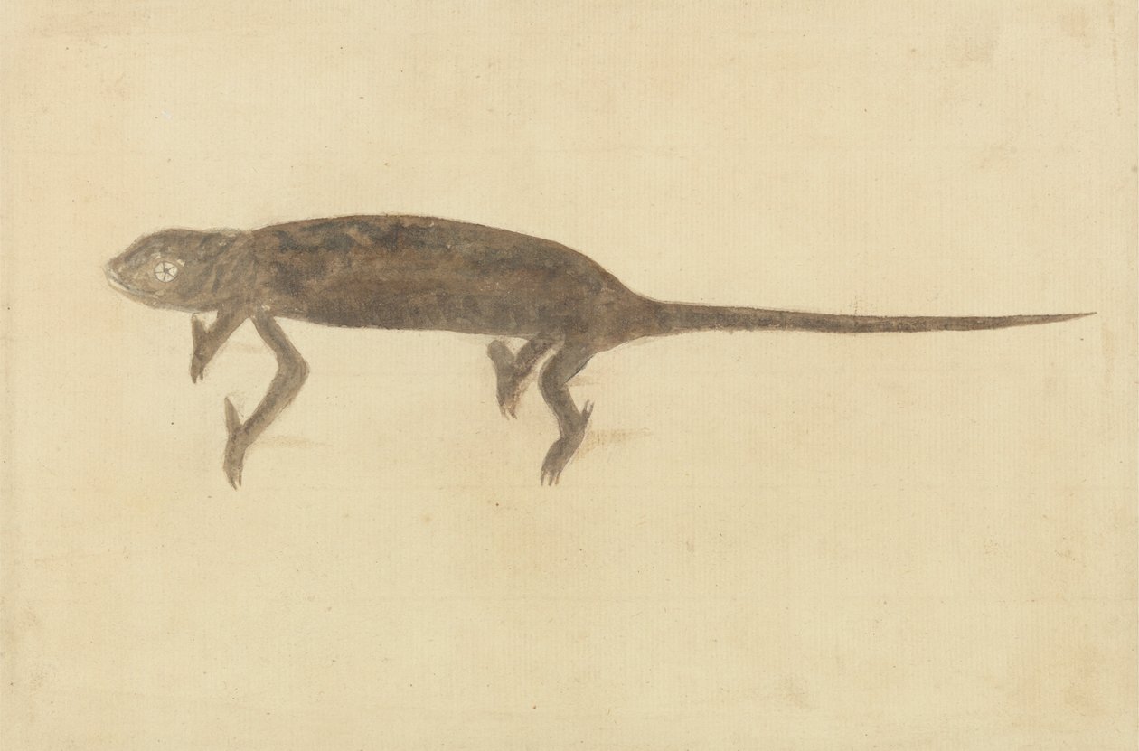 Chamaeler Chamaeleon av Unknown artist