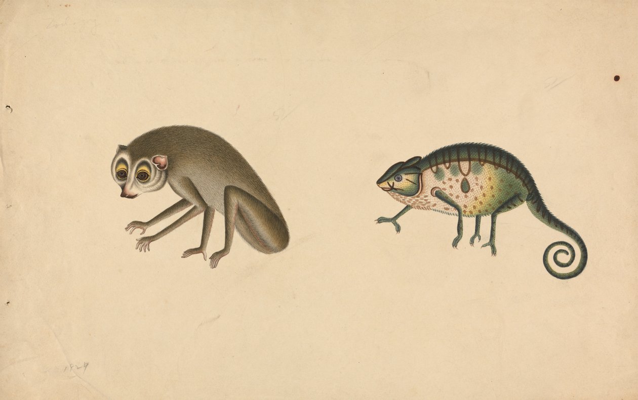 Kameleon og et pattedyr av Unknown artist