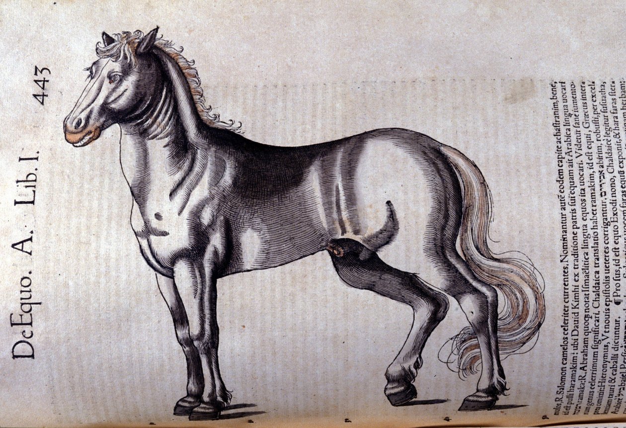 Cheval. i Historia Animalium av Conrad Gesner (1516 - 1565), Tiguri av Unknown artist