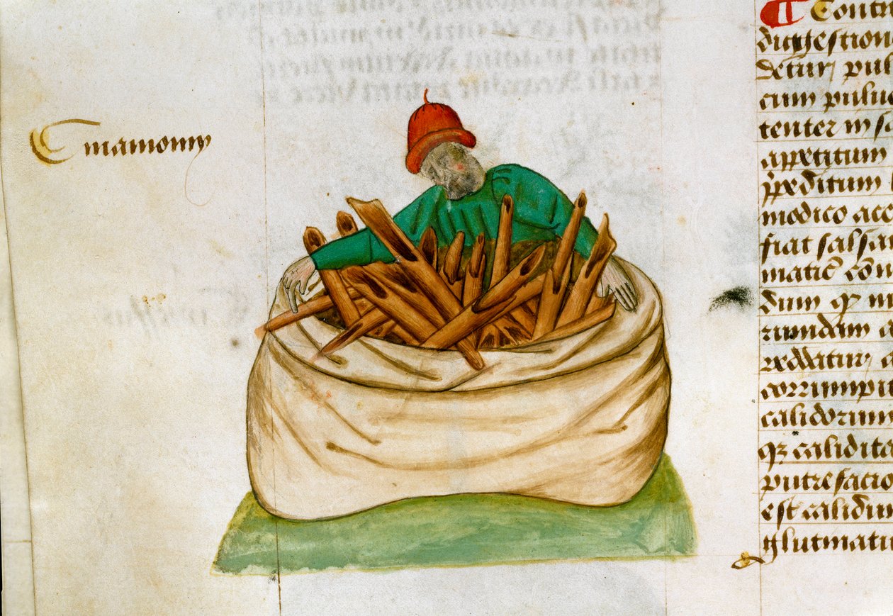 Kanel Selger Beskrivelse av medisinplanter og hvordan de tilberedes. Manuskriptside “” Godbiter på urter”” (Tractatus de herbis) av Pedanius Dioscorides (Dioscorides) (40-90 e.Kr.) Lat.1152 av Unknown artist