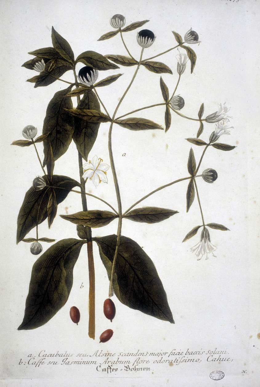 Kaffefrøplante i et herbarium fra 1800-tallet. av Unknown artist