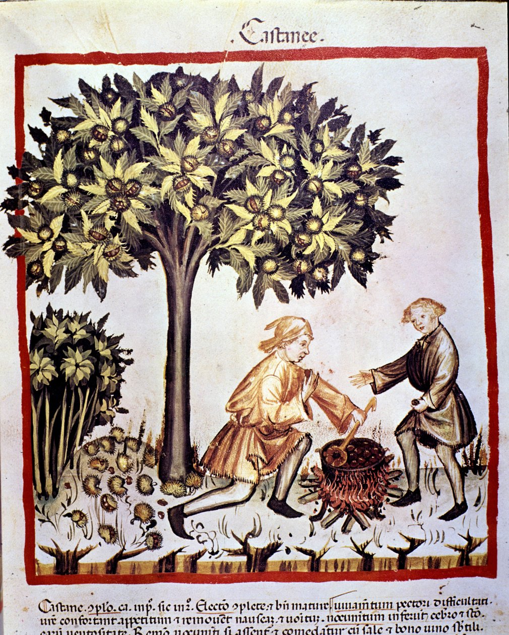 Innsamling og tilberedning av kastanjer om høsten. Belysning fra melking av medisin og diett "" Tacuinum sanitatis"" av Unknown artist