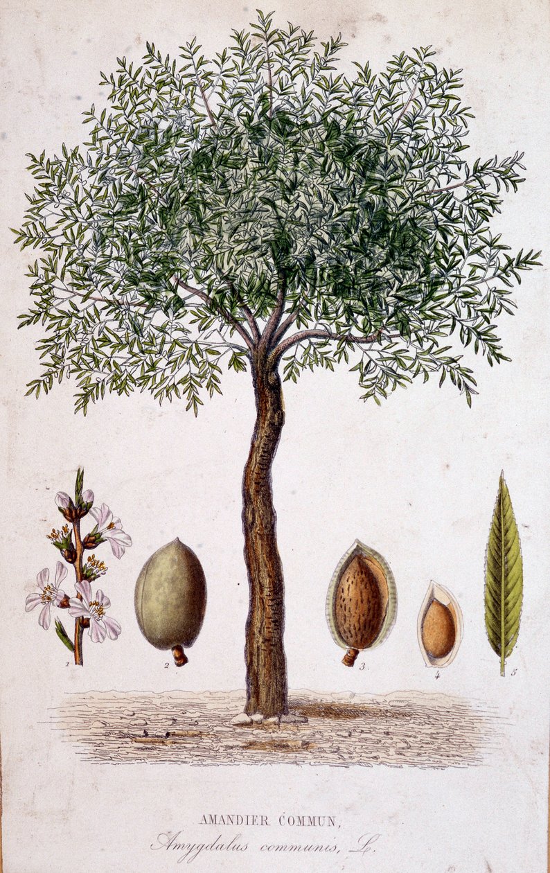 Vanlig mandeltre - botanisk bord av Unknown artist