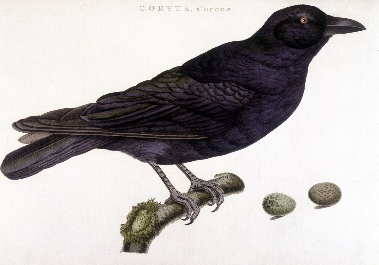 Corone ravn - naturhistorisk styre av Unknown artist