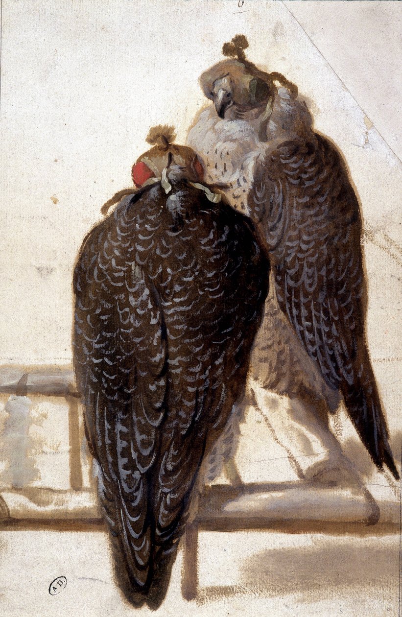 Et par hauker. 1700-talls tegning. av Unknown artist